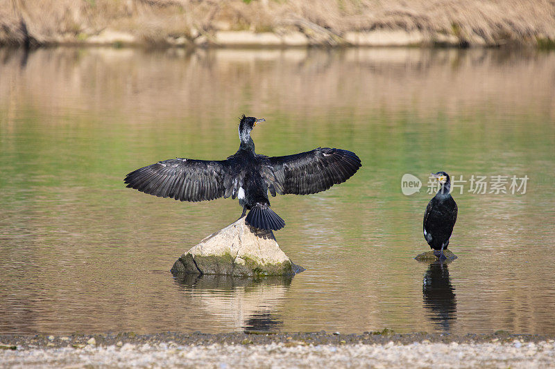 巴塞罗纳的Llobregat湖上的Phalacrocorax carbo家族